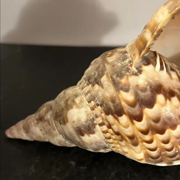 Natural Brown Tan Reptile Shell - Picture 5 of 6